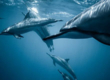 5分钟了解伊朗最强军事组织：革命卫队能左右伊朗？｜《世界这七天》【视频播客】